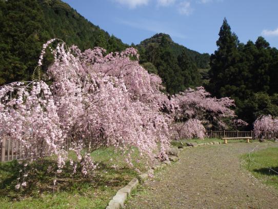 Shidare Sakura in Sazacho