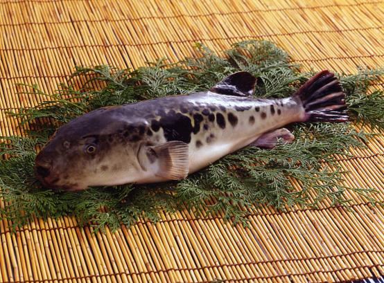Matsura Torafugu (Balloon Fish) 1
