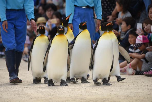 Nagasaki Penguin Aquarium - King Penguin's Walk