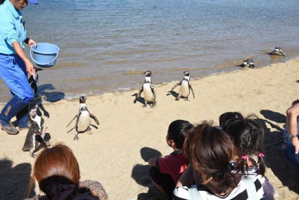 Nagasaki Penguin Aquarium - Penguin Encounter Beach