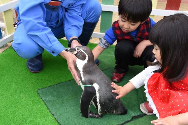 Nagasaki Penguin Aquarium - Penguin Touching