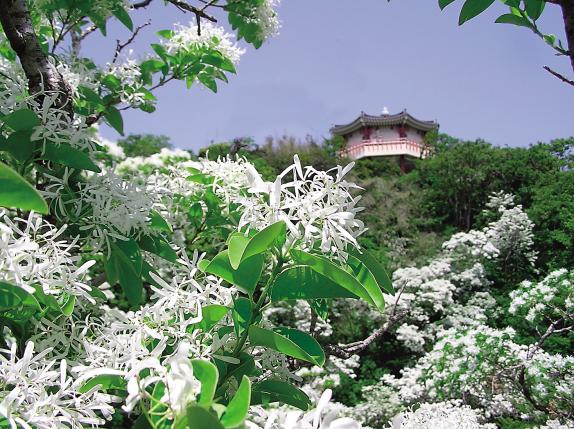 Waniura Hitotsubatago Habitat (Chinese Fringe Tree) 
