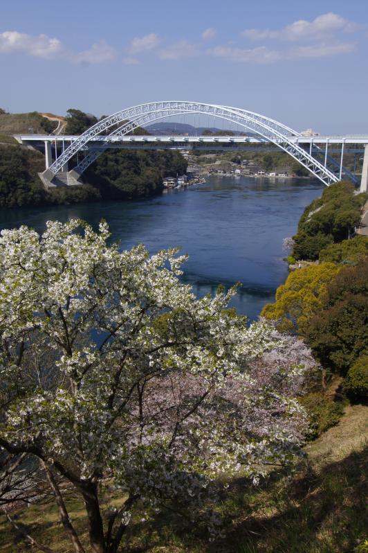 Shin-Saikai Bridge (Cherry Blossom)