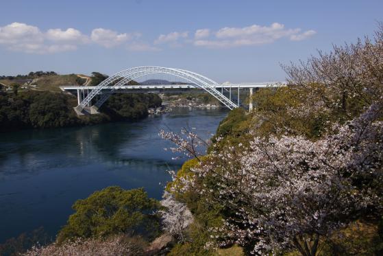 Shin-Saikai Bridge (Cherry Blossom) 2