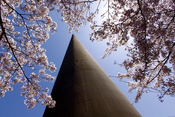 Hario RadioTower (Cherry Blossom) 5