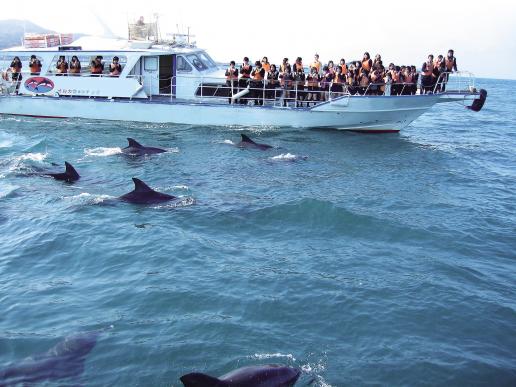 Dolphin Watching 2
