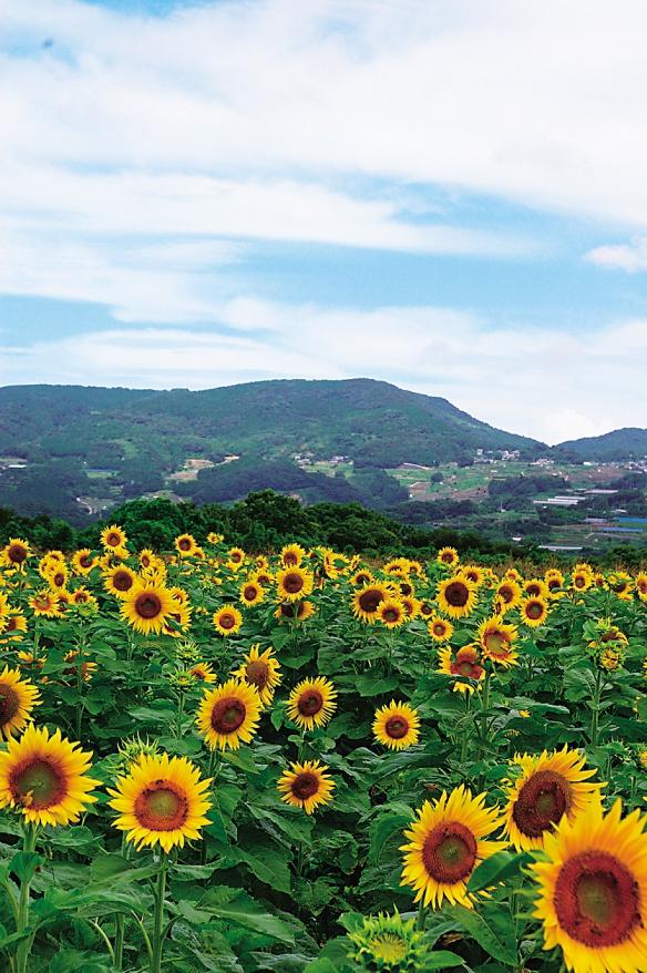 Minami-Shimabara Sunflower Field 2