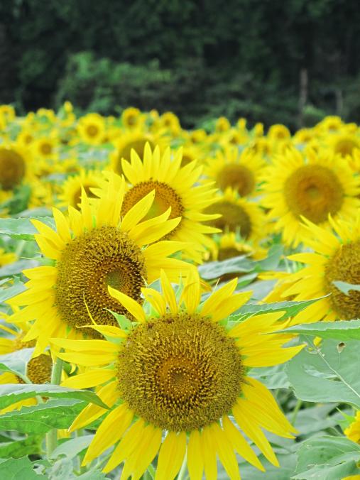 Kita-Arimacho Sunflower Field