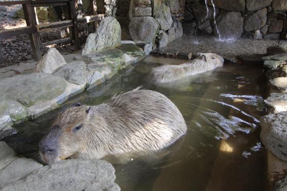 Capibara Bathing (Nagasaki Bio Park)