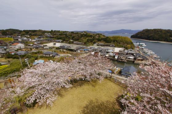 Yokoseura (Cherry Blossom)