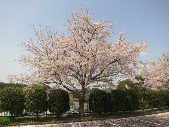 Yokoseura Park - Cherry Blossom 2