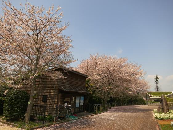 Yokoseura Park - Cherry Blossom 3