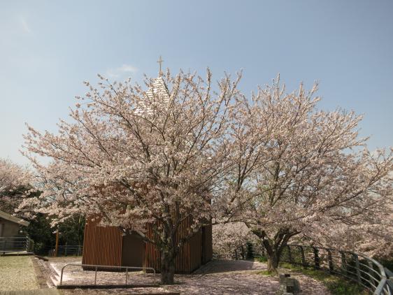 Yokoseura Park - Cherry Blossom 4