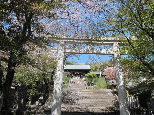 Suwa Shrine - Cherry Blossom 1