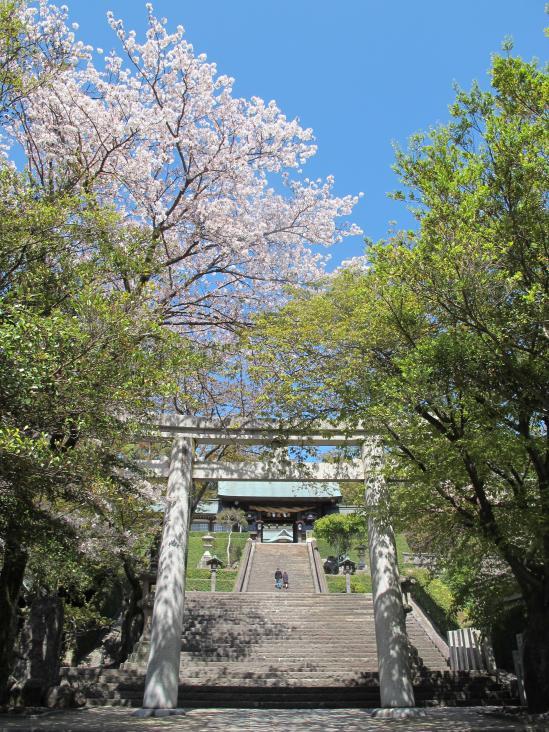 Suwa Shrine - Cherry Blossom 2