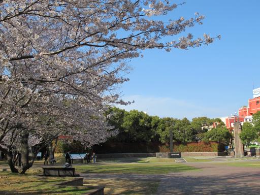 Nagasaki Hypocenter Park - Cherry Blossom 2