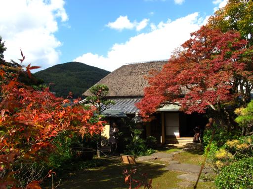Shindenan - Fall Leaves