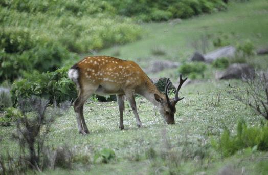 Wild Deer on Nozaki Island