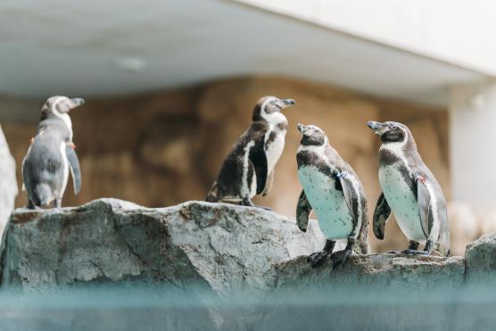 Nagasaki Penguin Aquarium1©NAGASAKI CITY