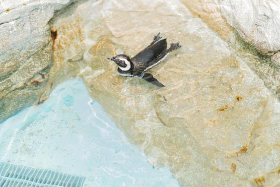 Nagasaki Penguin Aquarium2©NAGASAKI CITY
