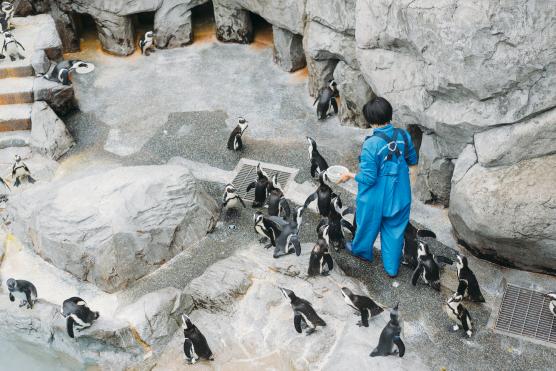 Nagasaki Penguin Aquarium4©NAGASAKI CITY