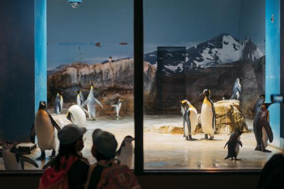 Nagasaki Penguin Aquarium5©NAGASAKI CITY