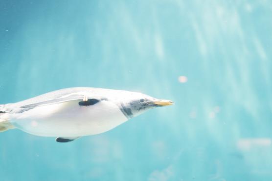 Nagasaki Penguin Aquarium7©NAGASAKI CITY