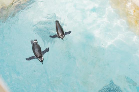 Nagasaki Penguin Aquarium9©NAGASAKI CITY