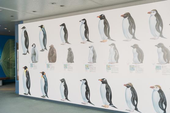 Nagasaki Penguin Aquarium18©NAGASAKI CITY