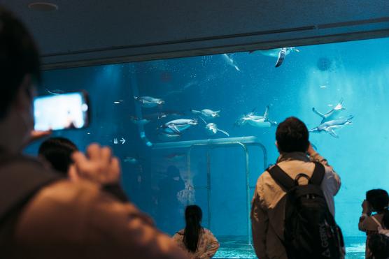 Nagasaki Penguin Aquarium12©NAGASAKI CITY