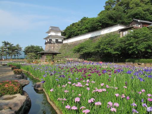 Omura Park (Japanese Iris) 4