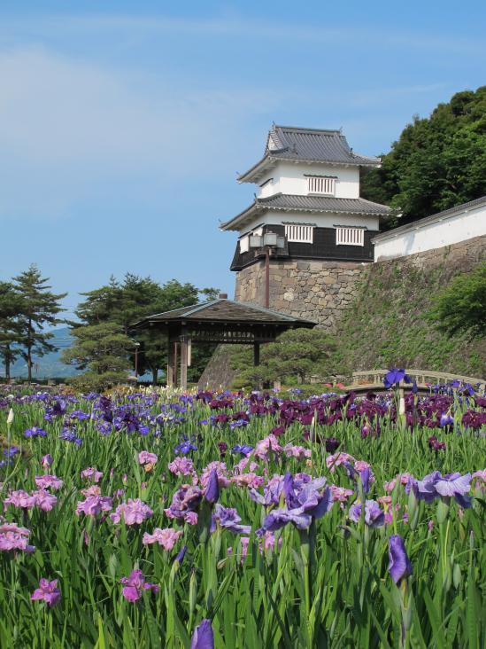 Omura Park (Japanese Iris) 5