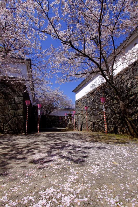 Omura Park (Cherry Blossom) 1