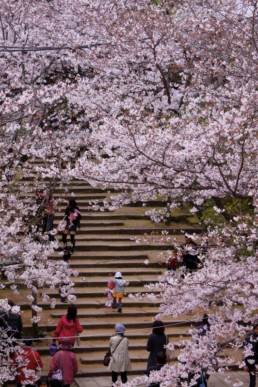 Omura Park (Cherry Blossom) 2