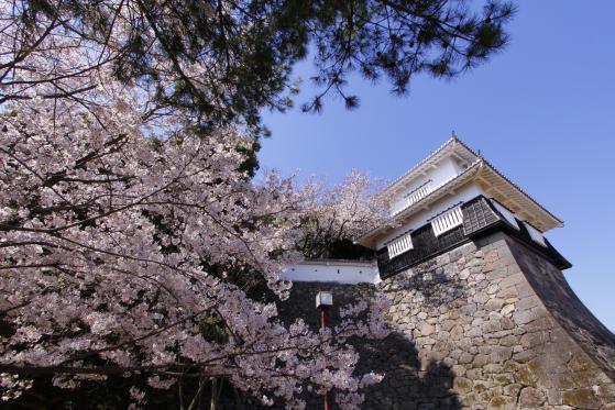 Omura Park (Cherry Blossom) 3