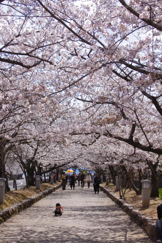 Omura Park (Cherry Blossom) 4