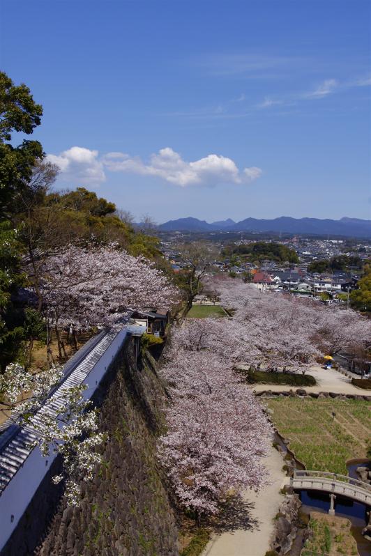 Omura Park (Cherry Blossom) 5