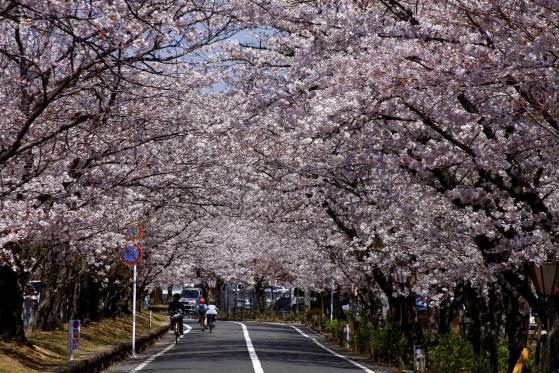 Omura Park (Cherry Blossom) 6