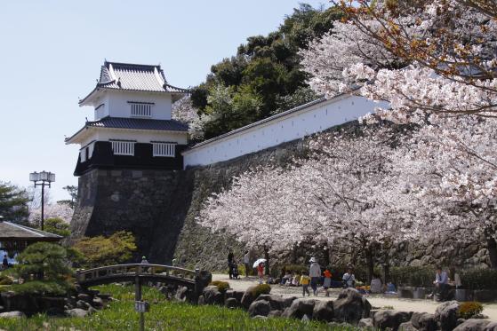 Omura Park (Cherry Blossom) 7