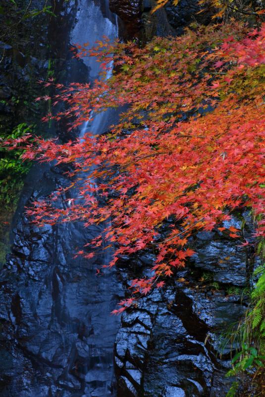 Todorokikyo (Fall Leaves) 1