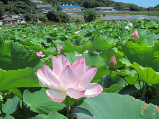 Karako Lotus Garden 2