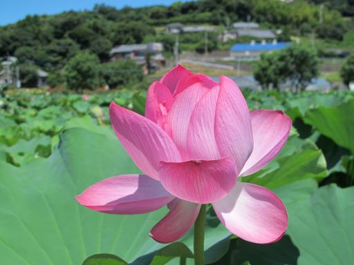 Karako Lotus Garden 3