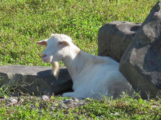 Karako Fureai Ranch - Goat