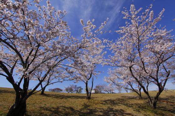 Shirakimine Plateau (Cherry Blossom ) 