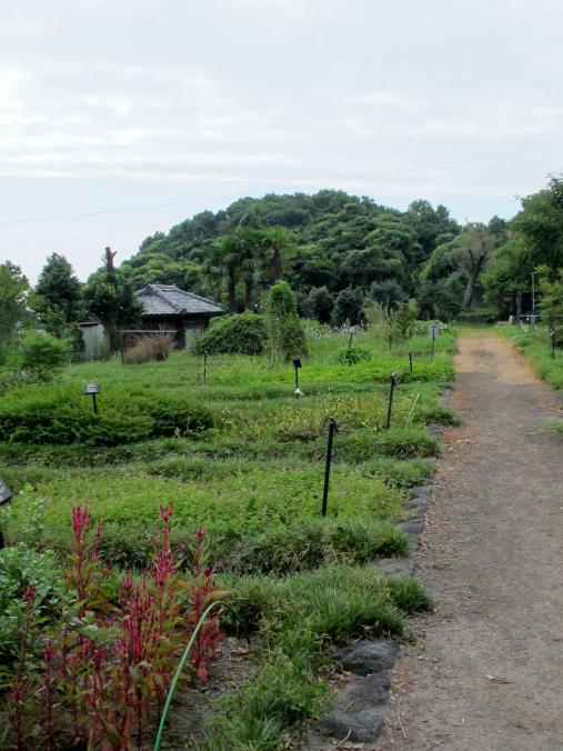 Former Shimabara Domain's Herb Garden 1