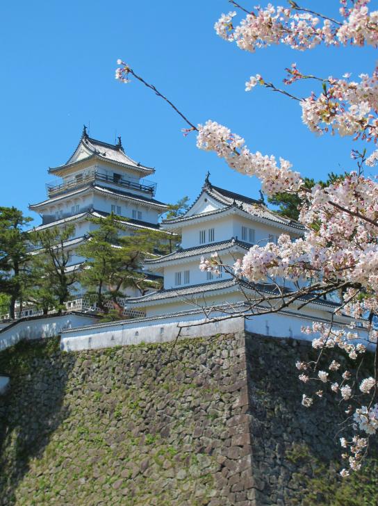 Shimabara Castle & Cherry Blossom 1