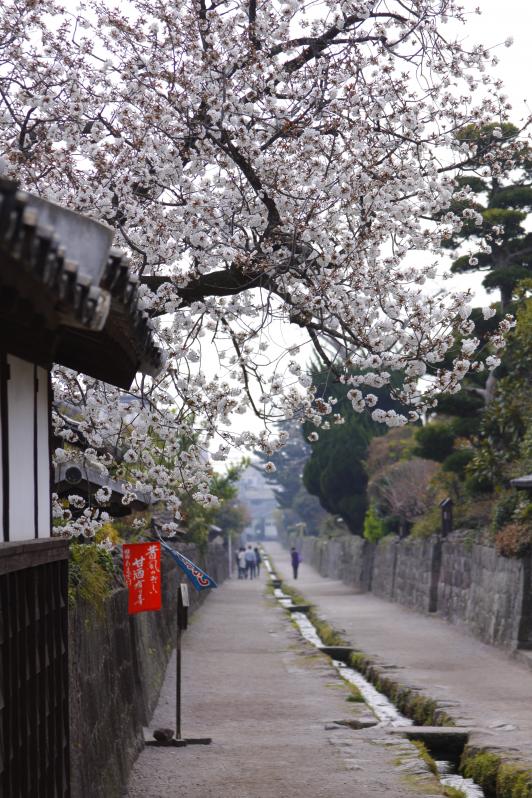 Shimabara Bukeyashiki (Samurai Residence) & Cherry Blossom 2
