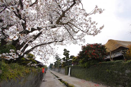 Shimabara Bukeyashiki (Samurai Residence) & Cherry Blossom 3