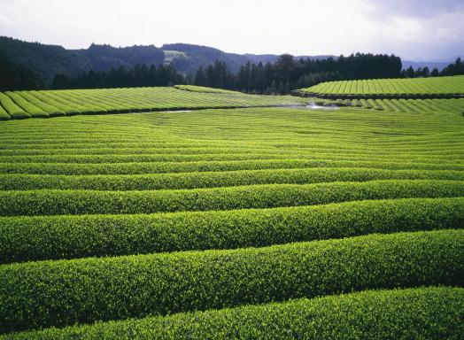 Sonogi Tea Plantation 1