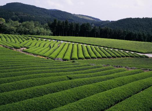 Sonogi Tea Plantation 2